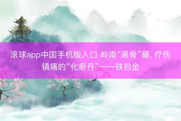 滚球app中国手机版入口 岭南“黑骨”藤， 疗伤镇痛的“化瘀丹”——铁包金