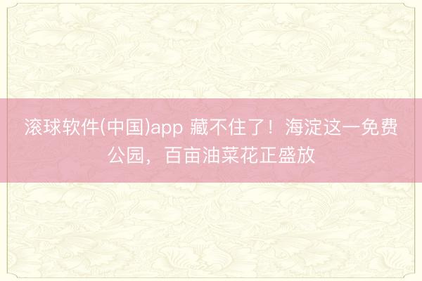 滚球软件(中国)app 藏不住了！海淀这一免费公园，百亩油菜花正盛放